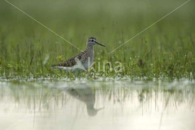 Wood Sandpiper (Tringa glareola)