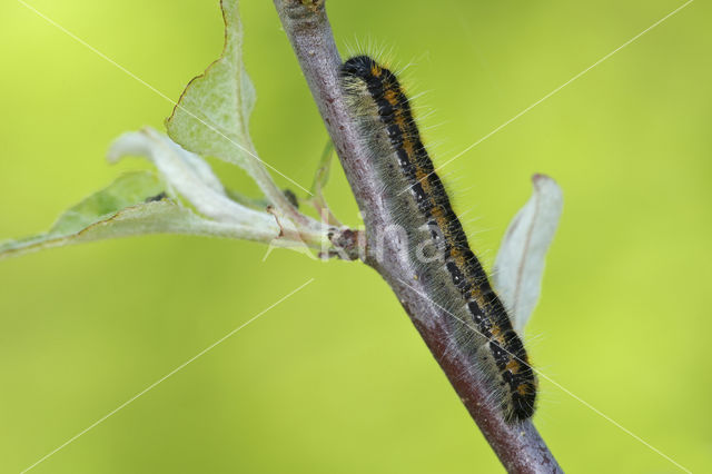 Groot geaderd witje (Aporia crataegi)