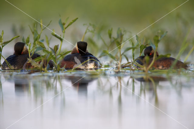 Geoorde Fuut (Podiceps nigricollis)