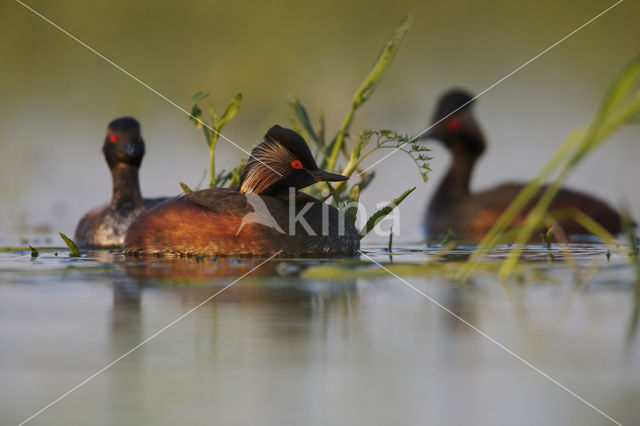 Geoorde Fuut (Podiceps nigricollis)