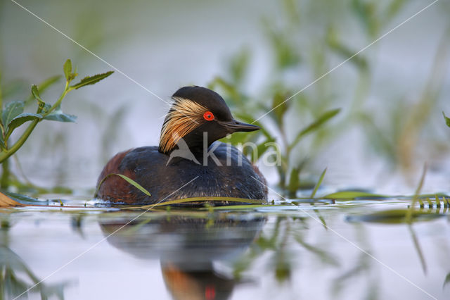 Geoorde Fuut (Podiceps nigricollis)