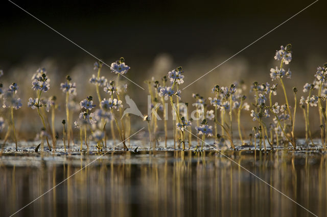 Waterviolet (Hottonia palustris)