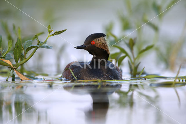 Geoorde Fuut (Podiceps nigricollis)