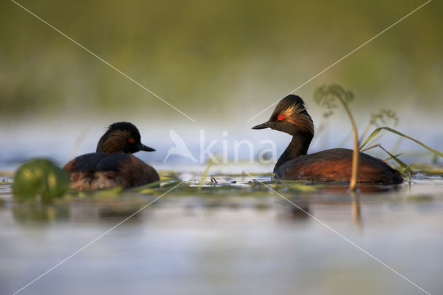 Geoorde Fuut (Podiceps nigricollis)