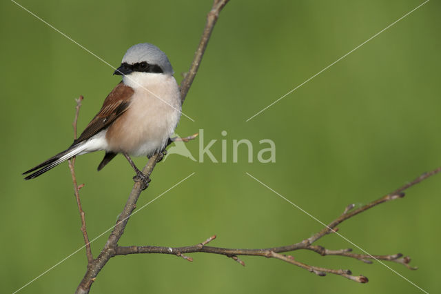 Grauwe Klauwier (Lanius collurio)