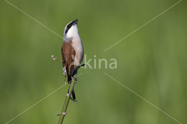 Grauwe Klauwier (Lanius collurio)