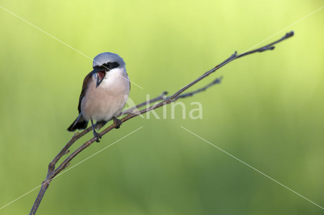 Grauwe Klauwier (Lanius collurio)