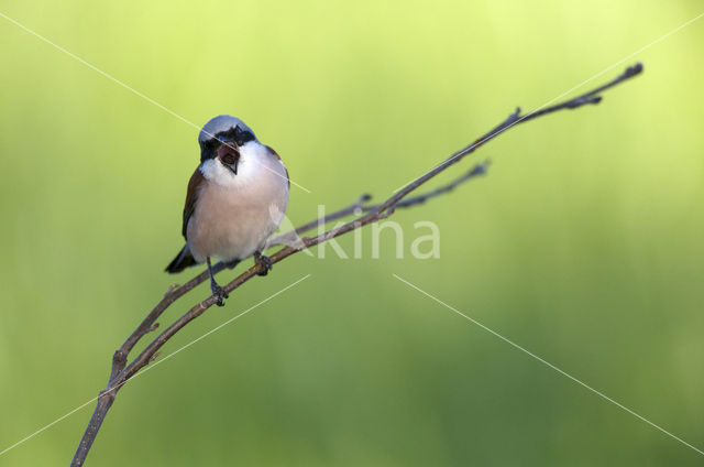 Grauwe Klauwier (Lanius collurio)