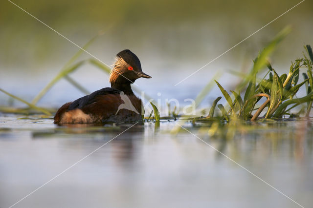 Geoorde Fuut (Podiceps nigricollis)