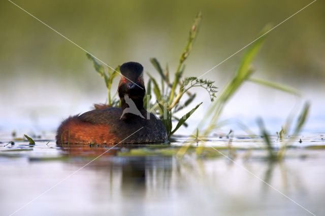 Geoorde Fuut (Podiceps nigricollis)