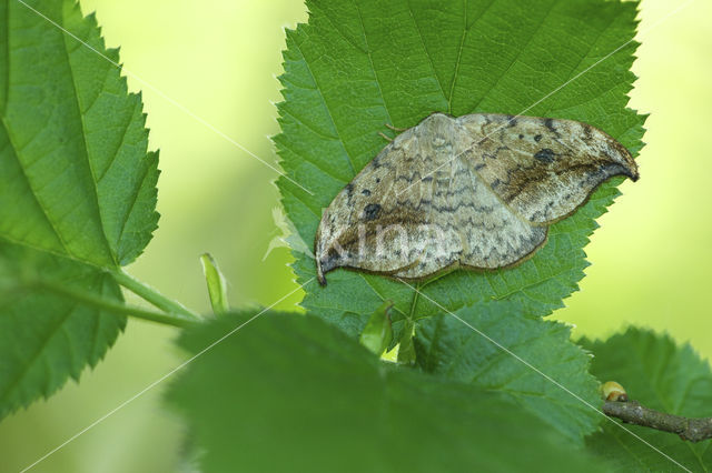 Berkeneenstaart (Drepana falcataria)