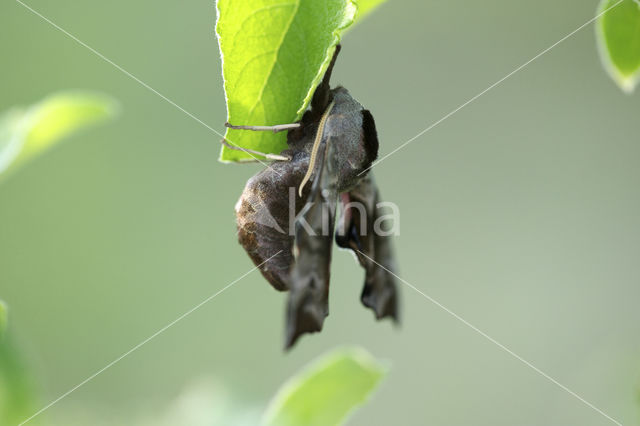 Eyed Hawk-moth (Smerinthus ocellata)