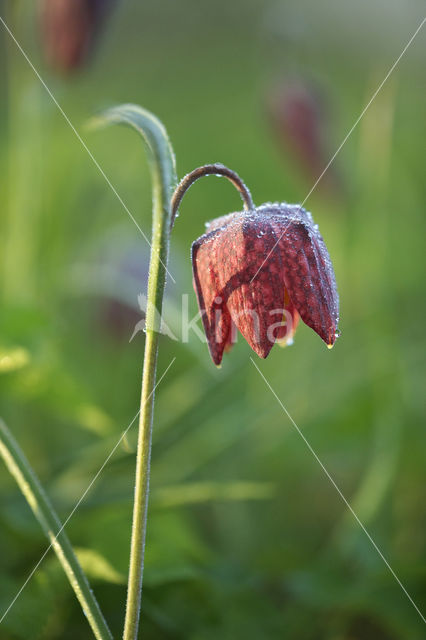 Wilde kievitsbloem (Fritillaria meleagris)