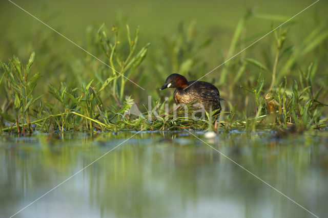 Little Grebe (Tachybaptus ruficollis)