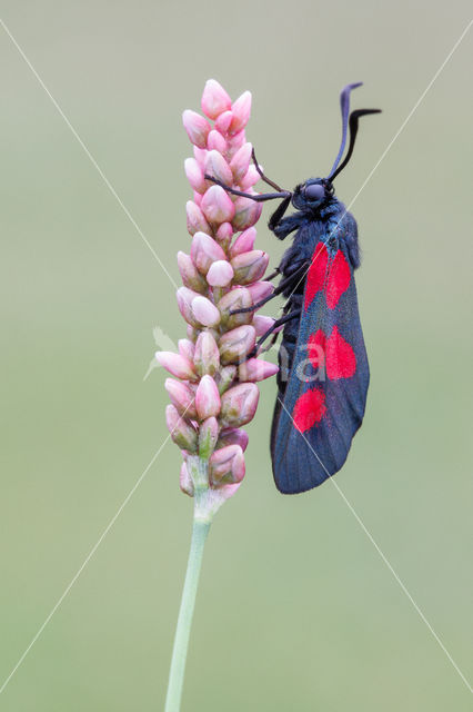 Vijfvlek-sint-jansvlinder (Zygaena trifolii)