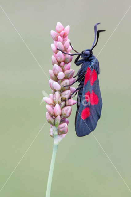 Five-Spot Burnet (Zygaena trifolii)