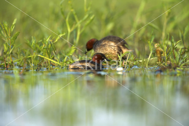 Dodaars (Tachybaptus ruficollis)