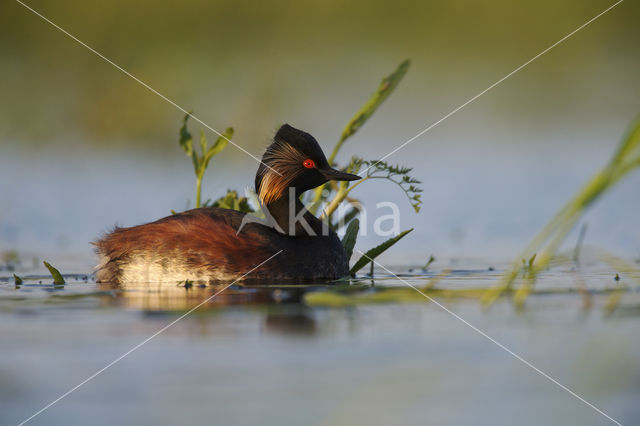 Geoorde Fuut (Podiceps nigricollis)