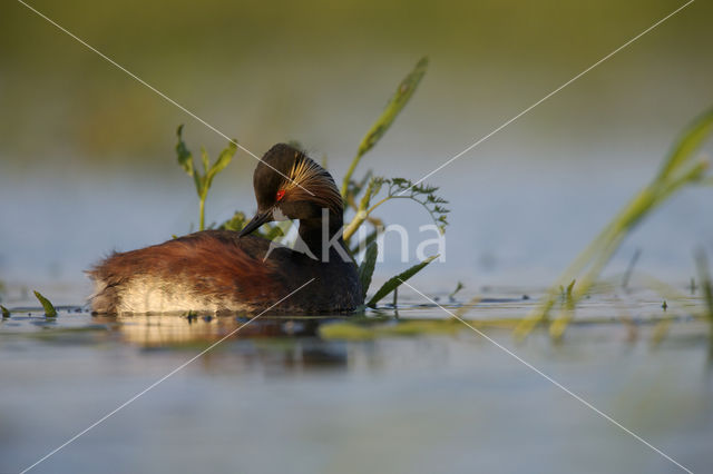 Black-necked Grebe (Podiceps nigricollis)