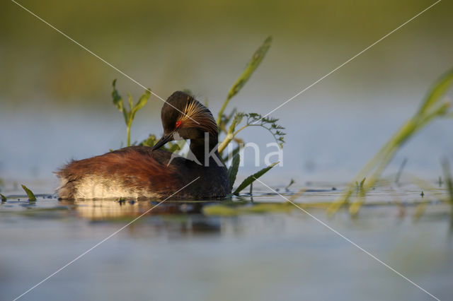 Geoorde Fuut (Podiceps nigricollis)