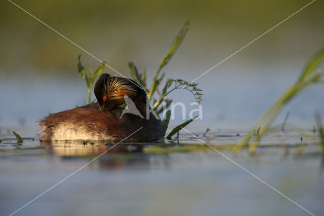 Geoorde Fuut (Podiceps nigricollis)