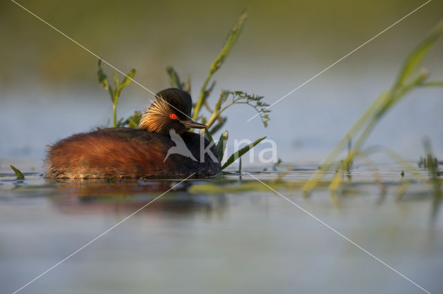 Geoorde Fuut (Podiceps nigricollis)