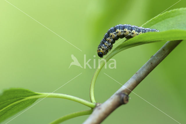 Sporkehoutspanner (Philereme vetulata)