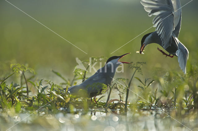 Whiskered Tern (Chlidonias hybridus)