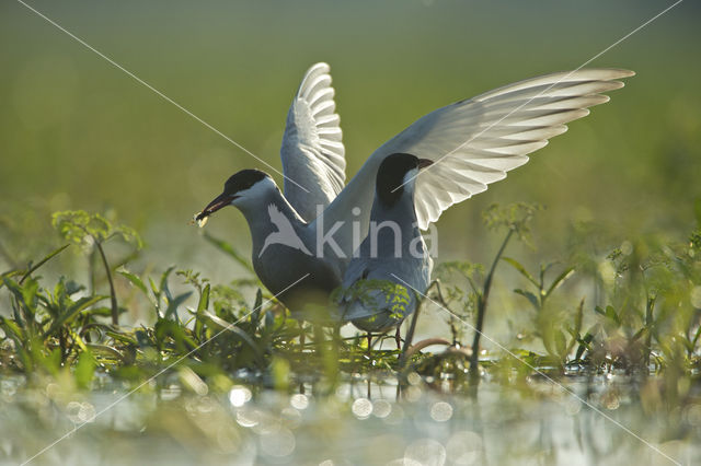 Whiskered Tern (Chlidonias hybridus)