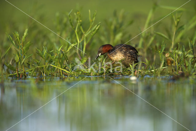 Little Grebe (Tachybaptus ruficollis)