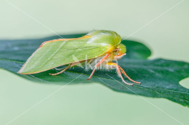 Green Silver-lines (Pseudoips prasinana)