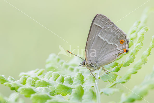 Purple Hairstreak (Neozephyrus quercus)