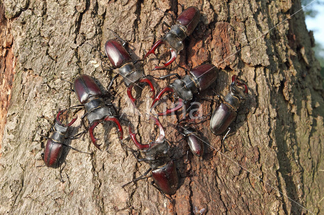 Vliegend hert (Lucanus cervus)