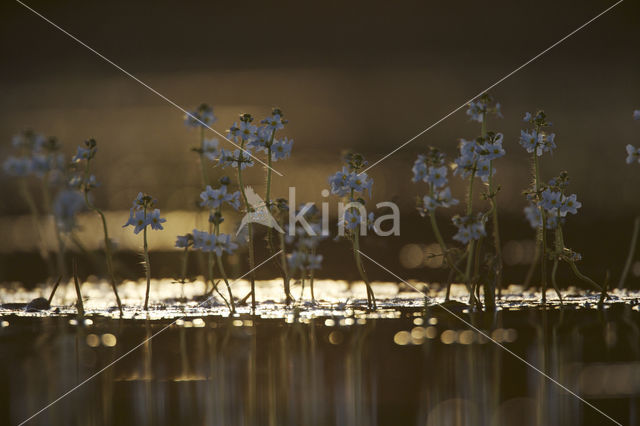 Waterviolet (Hottonia palustris)