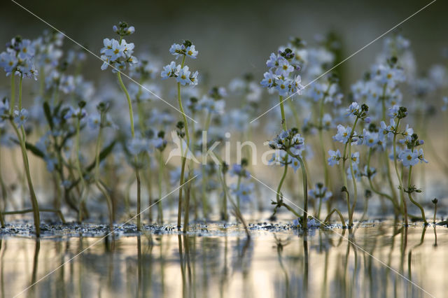 Waterviolet (Hottonia palustris)