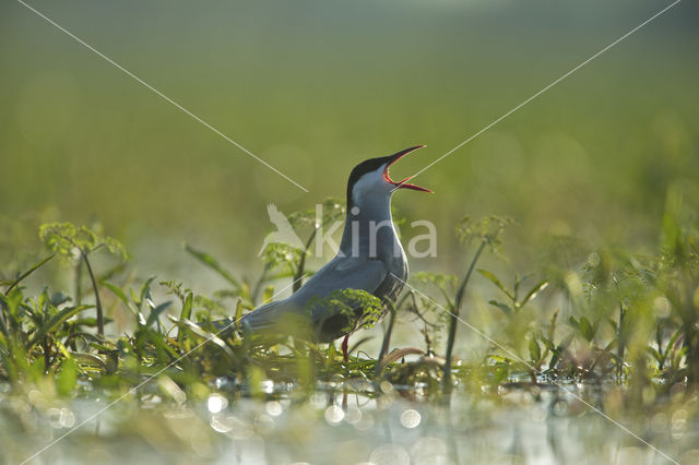 Whiskered Tern (Chlidonias hybridus)