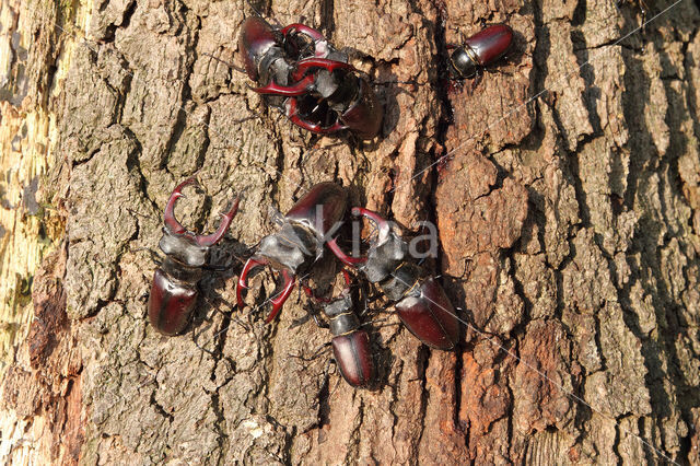 Vliegend hert (Lucanus cervus)