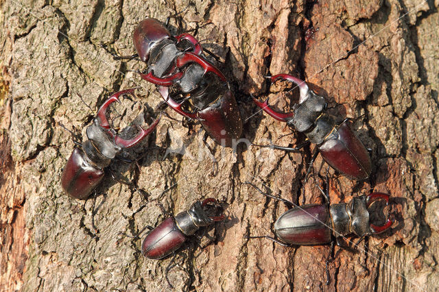 Vliegend hert (Lucanus cervus)