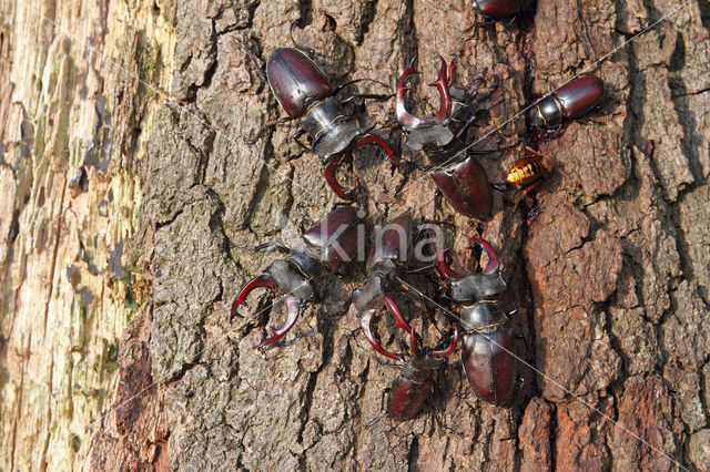 Vliegend hert (Lucanus cervus)