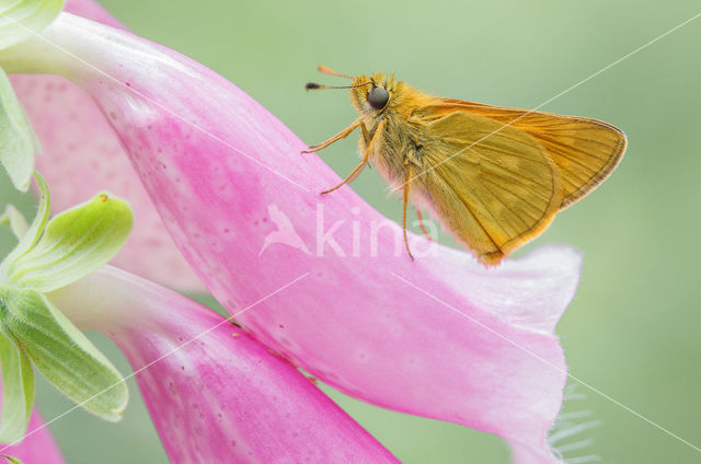 Groot dikkopje (Ochlodes faunus)