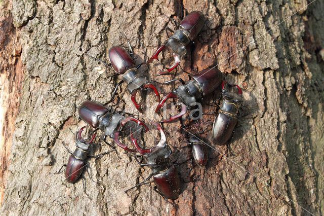 Stag Beetle (Lucanus cervus)