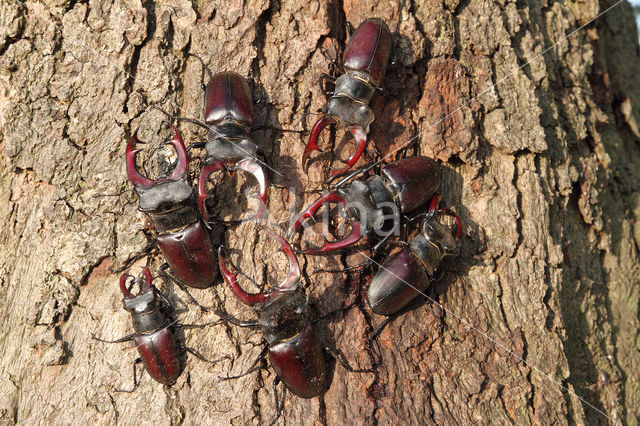 Stag Beetle (Lucanus cervus)