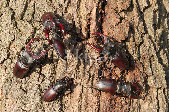 Vliegend hert (Lucanus cervus)