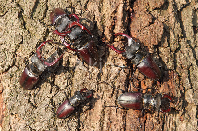 Vliegend hert (Lucanus cervus)