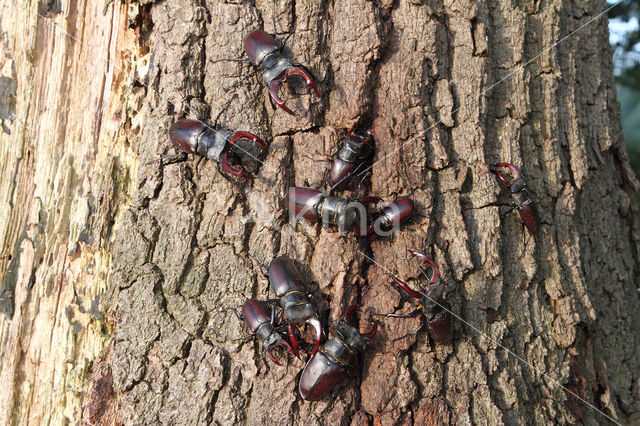 Stag Beetle (Lucanus cervus)