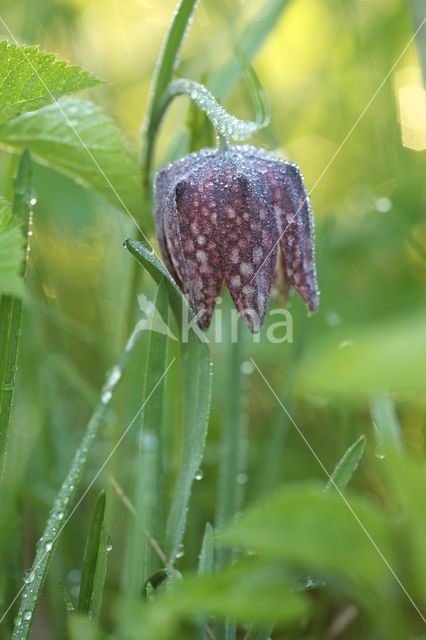 Wilde kievitsbloem (Fritillaria meleagris)