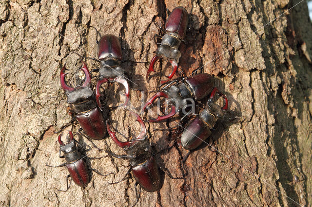 Vliegend hert (Lucanus cervus)