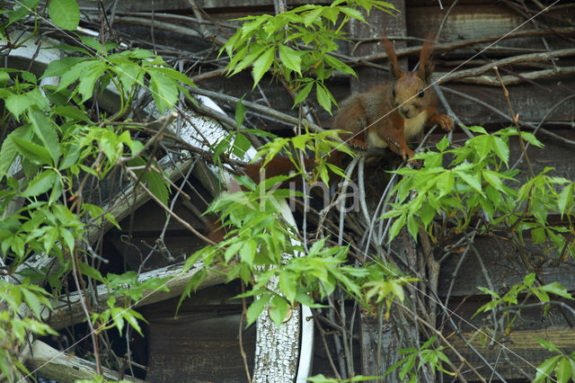 Red squirrel (Tamiasciurus hudsonicus)