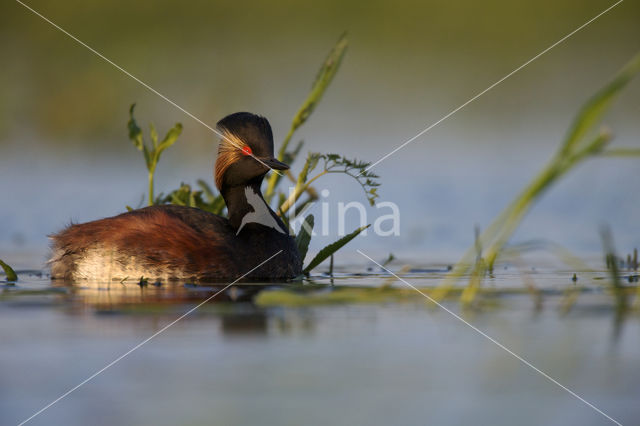 Geoorde Fuut (Podiceps nigricollis)