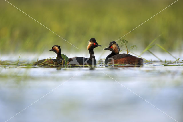 Geoorde Fuut (Podiceps nigricollis)